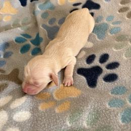 Moen - Cream female Dachshund puppy in Conroe, Texas from R&M Dachshunds