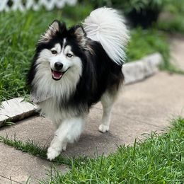 Rocket - Pomsky