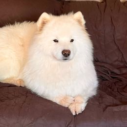 UNO - Samoyed