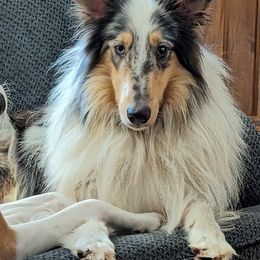 Jasker - Blue merle white and tan male Collie puppy in Morocco, Indiana from Collegiate Bassets and Rheign Collies