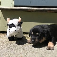 Chinook Puppies from Spook Nook Chinooks