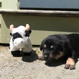 Chinook Puppies from Spook Nook Chinooks