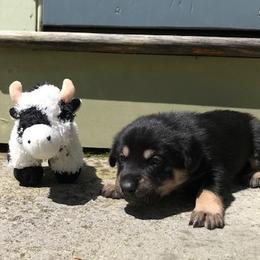 Chinook Puppies from Spook Nook Chinooks