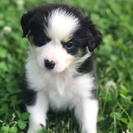 Miniature Australian Shepherd Puppies from Mountain Springs’ Aussies