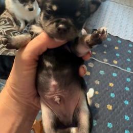 AKC boy - Black and tan male Chihuahua puppy in Anoka, Minnesota from Anoka County MN AKC Chihuahuas