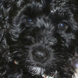 Betsy - Black Labradoodle puppy in Las Vegas, Nevada from Patriot Labradoodles