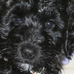 Betsy - Black Labradoodle puppy in Las Vegas, Nevada from Patriot Labradoodles