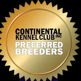 Bernedoodles, Goldendoodles, and Poodles from Donnas Deluxe Doodles LLC