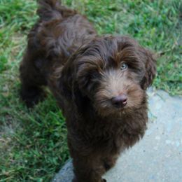 Captain - Orange collar - Chocolate male Labradoodle puppy in Grants Pass, Oregon from Oregon Valley Pups
