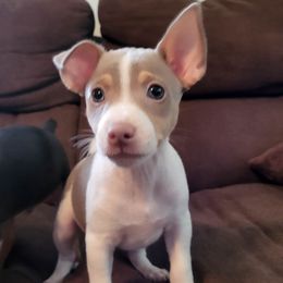 Rat Terrier Puppies from Country Rat Terriers