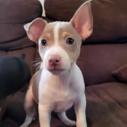 Rat Terrier Puppies from Country Rat Terriers