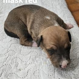 Black mask red - Red male Italian Greyhound puppy in Phillips, Maine from Maplewood Italian Greyhounds