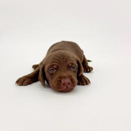 Java - Chocolate male Dachshund puppy in Waddell, Arizona from Neu Doxies