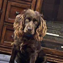 Lottie - Boykin Spaniel