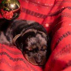 Charybdis (Light Blue) - Harlequin male Beauceron puppy in Medina, Ohio from Beaucerons Des Vents