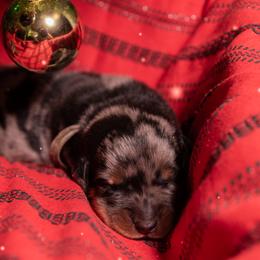 Charybdis (Light Blue) - Harlequin male Beauceron puppy in Medina, Ohio from Beaucerons Des Vents