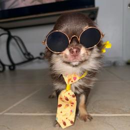 Tiny Herschel - Chocolate and tan male Chihuahua puppy in Naples, Florida from Naples Tiny Dogs