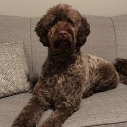 Whiskey - Labradoodle