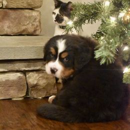 Bernese Mountain Dog Puppies from Willow Tree Berners