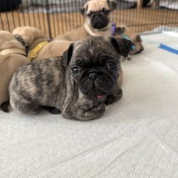 Pink Collar - Brindle female Pug puppy in Elizabethtown, Kentucky from EZ Pugs