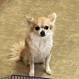 Sister - Chihuahua