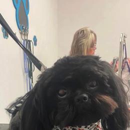 Cockapoo, Goldendoodle, and Shih Tzu All Grown Up from Dogue, where fashion meets fur