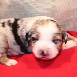 Romeo - Blue merle male Australian Shepherd puppy in Plantersville, Texas from Jak Se Auss