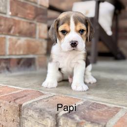 Papi - Black tan and white male Beagle puppy in Mansfield, Missouri from Rippee Creek Kennel