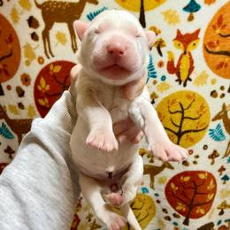 Olivia - White female Siberian Husky puppy in Lunenburg, Vermont from SNOW WOOLY HUSKY