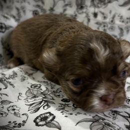 Jasper - Chocolate and tan male Chihuahua puppy in Hebron, North Dakota from Dakota Heart Chihuahuas