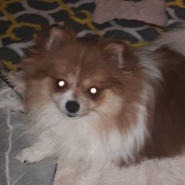 Adi - Pomeranian