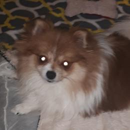 Adi - Pomeranian