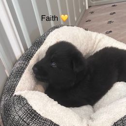 Faith - Black female Shiloh Shepherd puppy in Jackson, Wisconsin from Edelweiss Shiloh Shepherds