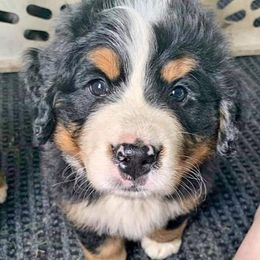Bernese Mountain Dog Puppies from Nugents Bernese Mountain Dogs