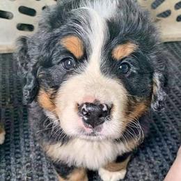 Bernese Mountain Dog Puppies from Nugents Bernese Mountain Dogs