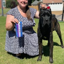 Cane Corso Puppies from Relic Cane Corso
