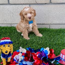 Light Blue  Ivy - Caramel cream female Australian Labradoodle puppy in Fontana, California from Grammy's Puppy Love doodles and poodles