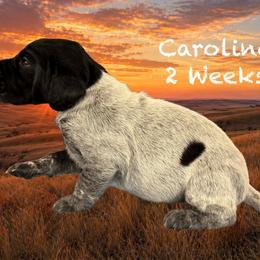 Carolina - Black and white female German Shorthaired Pointer puppy in Columbus, Nebraska from Prancy Pawz