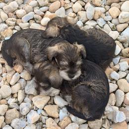 Miniature Schnauzer Puppies from Alfredo Sepulveda