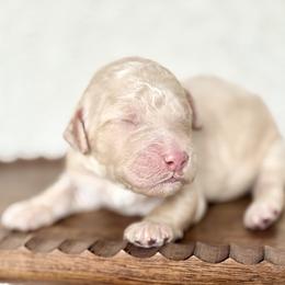 Yamaha 'Yama' - Cream female Goldendoodle puppy in Dayton, Ohio from Perks Court Doodles