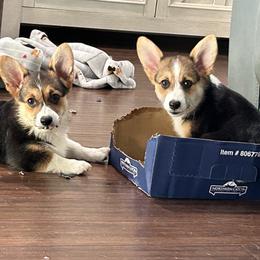 Pembroke Welsh Corgi Puppies from Rollnoaks & Cottontail AKC Pembroke Welsh Corgis