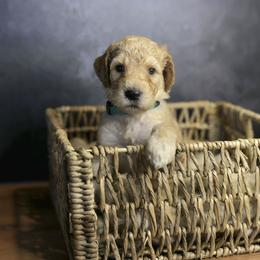 Ford - Apricot male Goldendoodle puppy in Seffner, Florida from Gold Diamond Pup