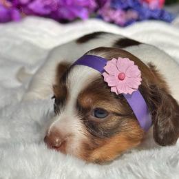 Mirabelle - Piebald female Dachshund puppy in Lakeland, Florida from Elite Doxies Florida