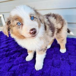 Tucker - Red merle male Australian Shepherd puppy in Charlotte, North Carolina from Awesome Aussies