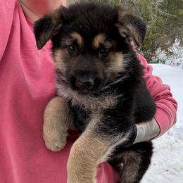 Black and Tan Male 2 - Black and tan male German Shepherd puppy in Tafton, Pennsylvania from Pocono GSD