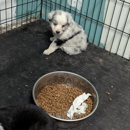 Australian Shepherd and Great Dane Puppies from AEW Farm