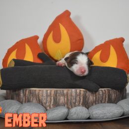 Australian Shepherd Puppies from Starlit Grove Australian Shepherds