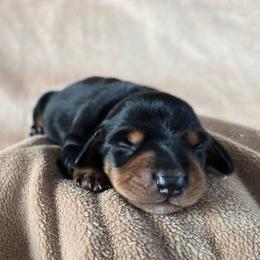 Vivian - Black and tan female Dachshund puppy in Signal Mountain, Tennessee from Hot Diggity Doxens