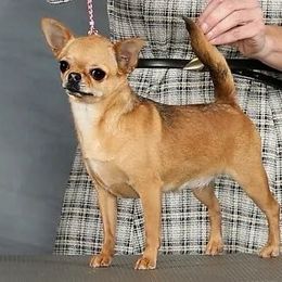 Tangie - Chihuahua