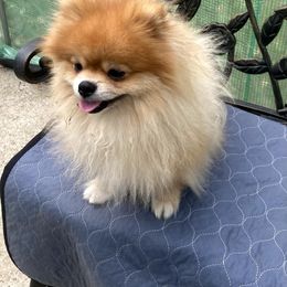 Sir Theodore Teddy Bear - Orange male Pomeranian puppy in Elizabethtown, Kentucky from Teeny Tiny Puppy Tails